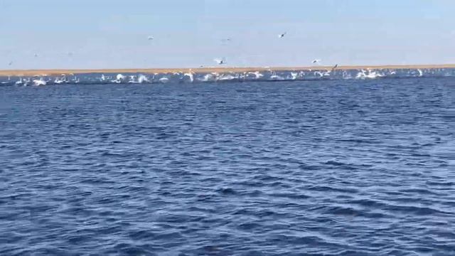 Астрахань лебеди... очень много лебедей