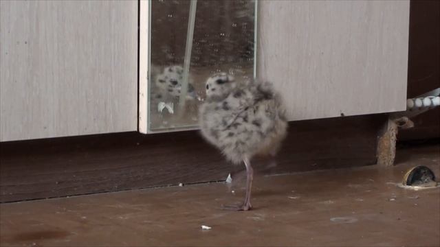 Птенец привыкает к чайке Чуи смотреть онлайн