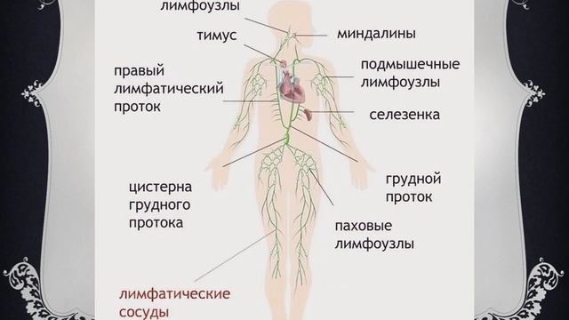 Транспортные системы организма смотреть онлайн