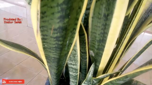 GEMPAR !!! INI YANG TERJADI JIKA NEKAT MENANAM LIDAH MERTUA DI SEKITAR RUMAH смотреть онлайн