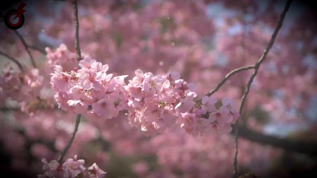 С 8 марта! Поздравление для милых дам! смотреть онлайн