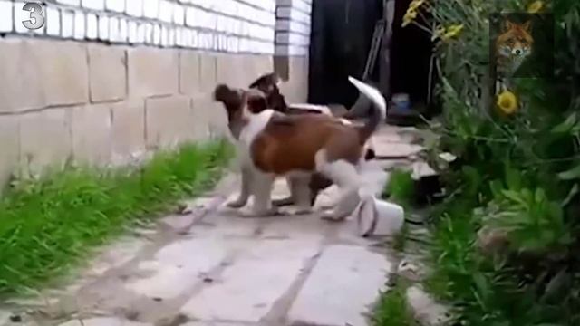 В Мире Животных (Лучшие Охранные Породы Собак) смотреть онлайн