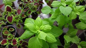 Колеусы, варианты для клумбы.