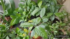 Tabernaemontana-Табернемонтана Уход и Различия с Гардениями??