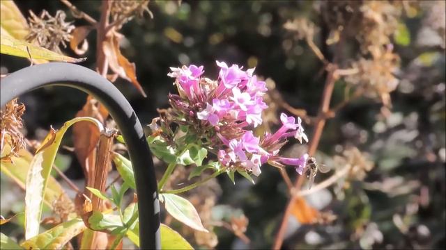 You Should Leave Your Garden Messy - Here's Why - Cathy's Eclectic Garden