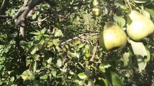 ☼Сорт груши Москвичка.