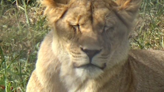 Два белых тигра и молодая львица??? ЭКЗОТИК ПАРК ? смотреть онлайн