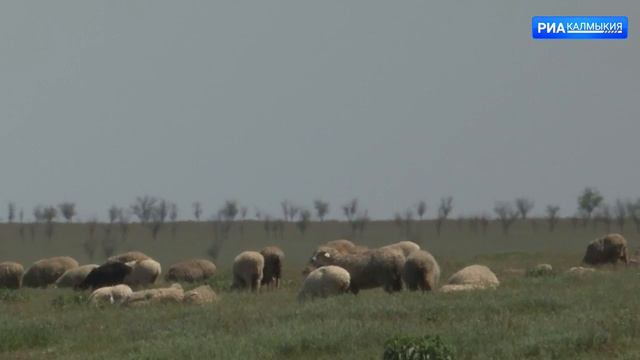 В Ики-Бурульском районе выявлен бруцеллез у овец смотреть онлайн