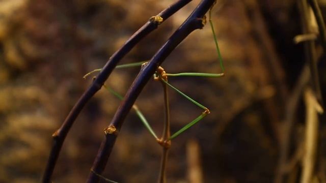 Палочник - Phasmatodea смотреть онлайн