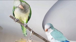 АРЧИ! ИМЕННОЙ УРОК ДЛЯ ПОПУГАЯ. УЧИМ ПОПУГАЯ ГОВОРИТЬ СВОЁ ИМЯ.