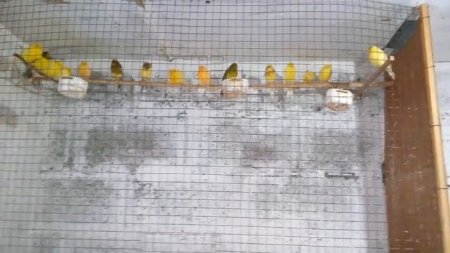Канарейки.Вредно не своевременное разведение❗❗❗ смотреть онлайн
