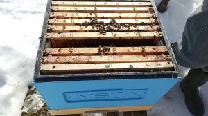 Весна Стимулируем пчёл на развитие ! Ускоряем развитие пчелосемей !