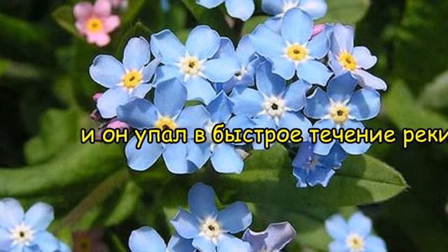 Незабудка смотреть онлайн