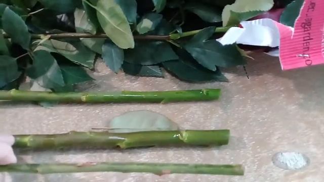 Эквадорская плантация роз обзор Explorer 90 смотреть онлайн