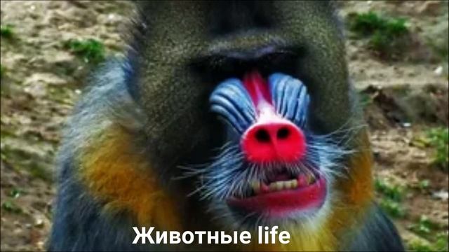 МАНДРИЛ?/Животные life/Приматы/Животные/Интересные факты смотреть онлайн