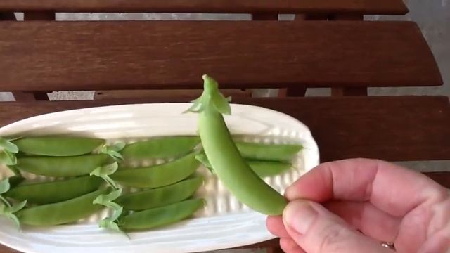 Sugar Snap Pea Harvest And Potato Update - 04/17/12