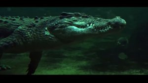 Интересный мир. Самые интересные видео в мире! Подписывайтесь!