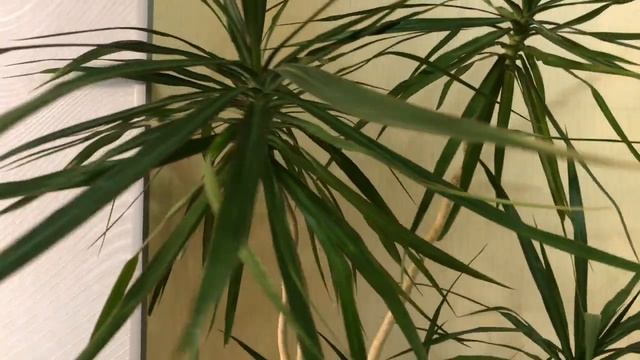 ДРАЦЕНА УХОД В ДОМАШНИХ УСЛОВИЯХ | ОБЗОР И УХОД смотреть онлайн