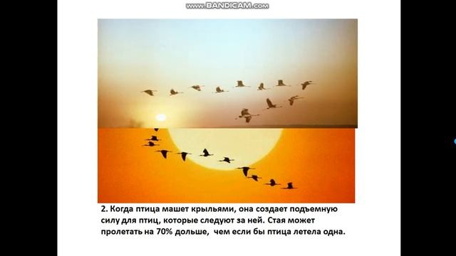 ИЗО Птицы. смотреть онлайн