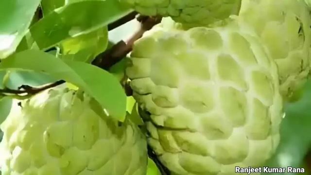 Sitafal Khane ke Fayde | सीताफल के फायदे और नुकसान | Custard Apple Benefits смотреть онлайн