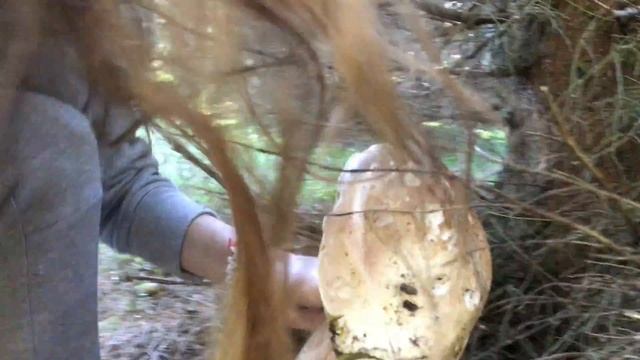 Білий гриб попав у файні руки . Mushrooms. Белые грибы. смотреть онлайн