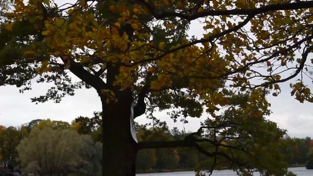 ОСЕНЬ ДЕРЕВО Футаж смотреть онлайн