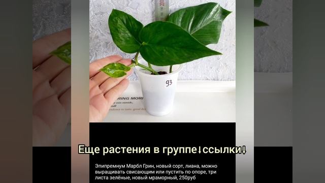 9.11.23 #Растения почтой?Филодендроны?Орхидеи?Эпипремнумы и др #растения #цветы #купить #shorts смотреть онлайн