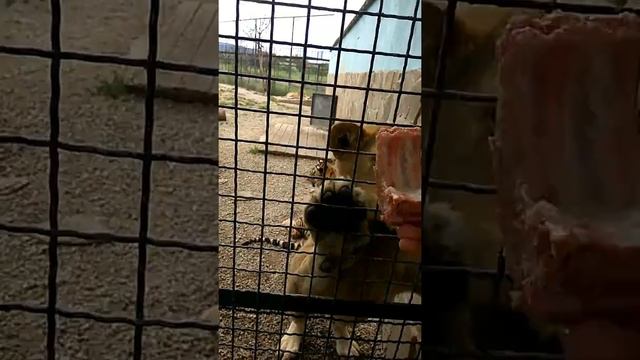 Тайган парк львов. Львы в зоопарке. смотреть онлайн
