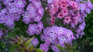 Флокс Селена. Крупноцветковый дымчатый флокс!