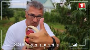 Нектарин Фантазия о сорте и уходе - Для телепередачи "Дача"