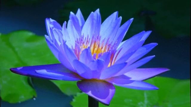 Nymphaea Caerulea смотреть онлайн