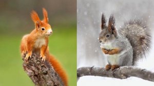 ✨Спокойной ночи, малыши✨ №212/2023 Как звери готовятся к зиме?