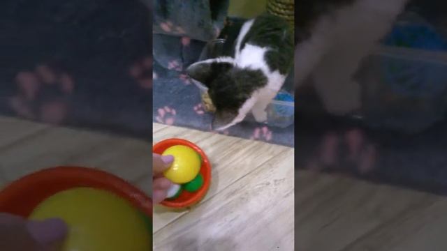 Фелинологический питомник гипоаллергенных кошек породы Девон Рекс "Alea Premium" смотреть онлайн