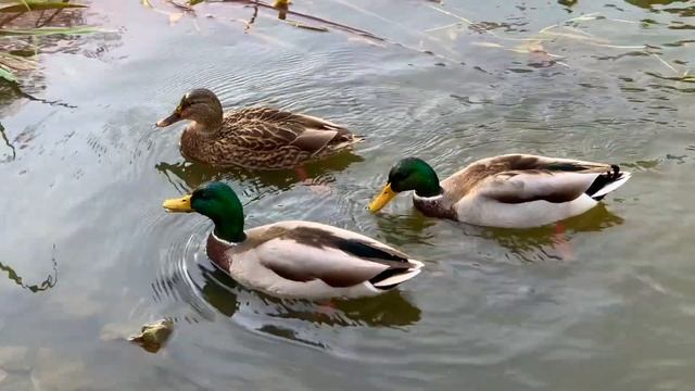 Секреты парка в Люблине смотреть онлайн
