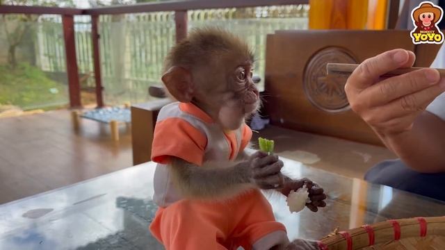 How Monkey YiYi And Ủn Ỉn Piglet Becoming A Close Duo