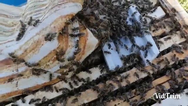 16 августа! Пасека в болоте! Продолжение! смотреть онлайн