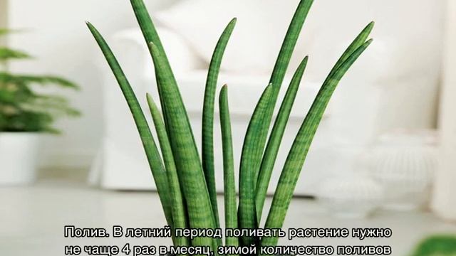 Сансевиерия цилиндрическая — уход в домашних условиях смотреть онлайн