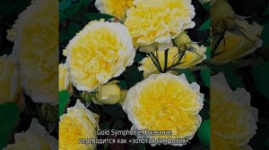 Сорта желтых роз