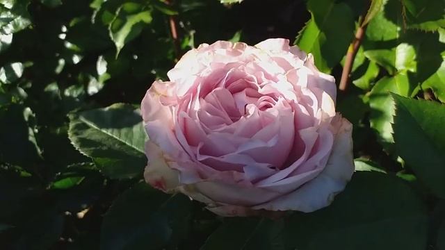 РОЗА ПАЧУЛИ Хроника #розапачули #розы смотреть онлайн