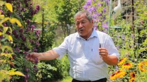 Клематис  Пурпуреа Плена Элеганс