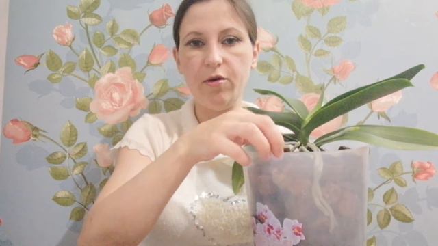 Орхидеи на мокрых пятках кому подходит.