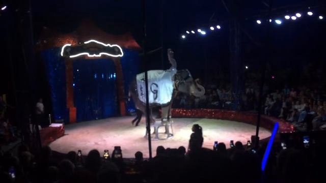 VLOG #2 ЧАСТЬ 2 #цирк #circus ?❤️???_♀️?.mp4 смотреть онлайн