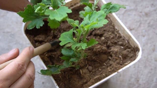 Experience growing yellow chrysanthemums from branches with bananas | Super fast flowering смотреть онлайн