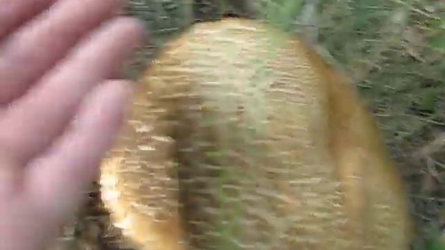 10 Boletus reticulatus 17 06 2014 Andr смотреть онлайн
