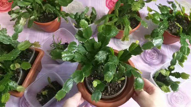 Декабристы?Рипсалидопсис?Хатиора?Уход, пересадка, размножение, освещение, грунт, укоренение, цветы