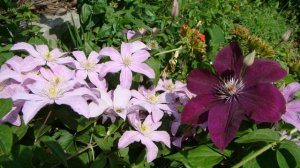 Клематисы. Rouge Cardinal