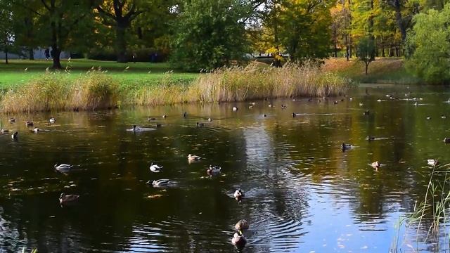 Александровский парк в Пушкине (Царское село) смотреть онлайн