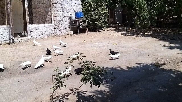 #Baku #Pigeons  Всё о Бакинских голубях с уважаемым голубятником Баку, д.Вагифом. часть-3