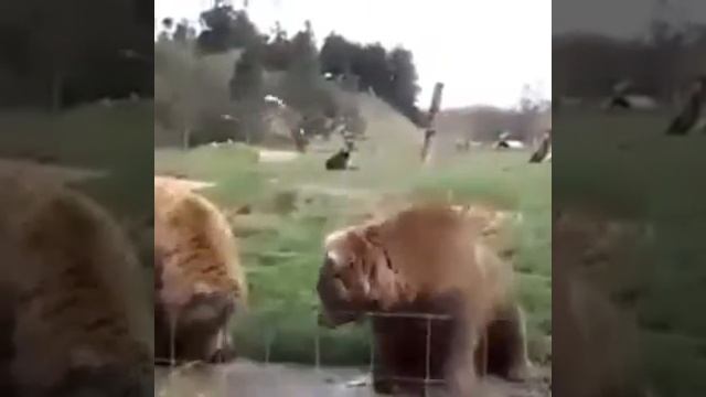 Медведь машет мохнатой лапой! Позитив!))) смотреть онлайн