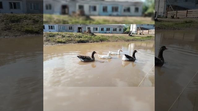 Малая Товра. Парк-отель Ёлки. Архангельская область.